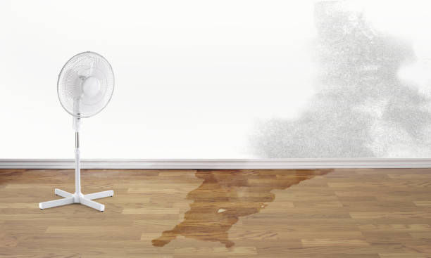 Best Mold removal after water damage  in Montverde, FL
